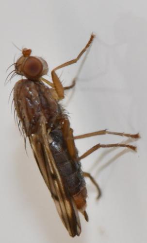 Opomyza germinationis